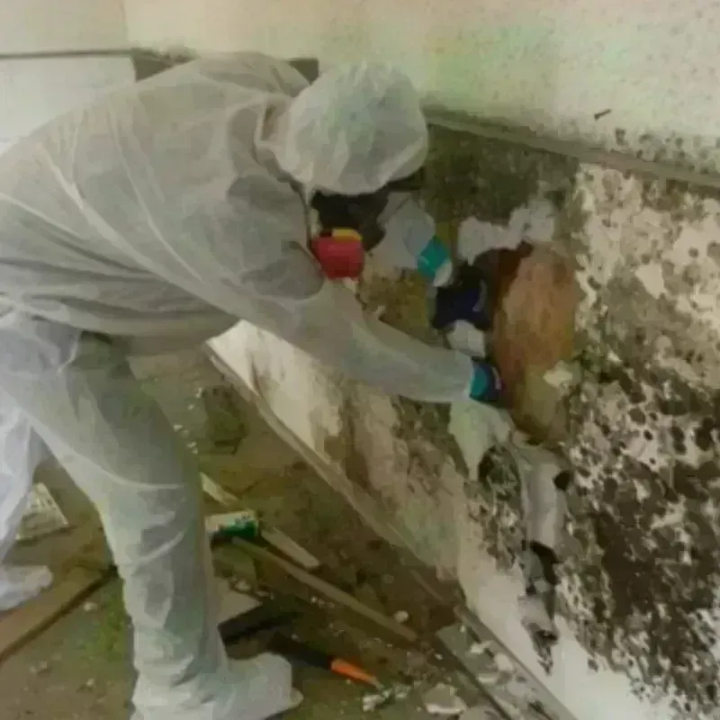 Mold Remediation and Removal in Fort Montgomery, NY